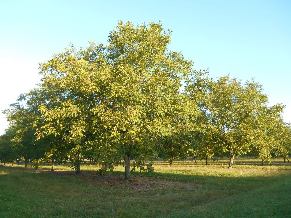 Aire camping-car  Jarnac-Champagne (17520) - Photo 5